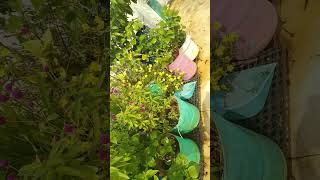 My கார்டன் flowers today vuewhappy flowersgardenflowers shortsvideo [upl. by Hardunn]