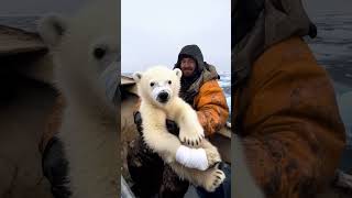 The polar bear is injured who will help it animals cute fromtherivertothesea [upl. by Mehta168]