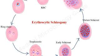 Plasmodium falciparum life cycle animation [upl. by Nasah]