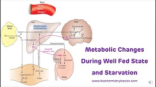 Metabolic Changes During Fed State and Starvation  Metabolism in Starvation [upl. by Ielirol960]