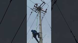 Bird nest removal process on power transmission poles [upl. by Margret590]