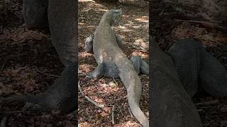 KOMODO DRAGONTHE BIGGEST LIZARD IN EARTH komodo shorts shortsyoutube [upl. by Scoter59]