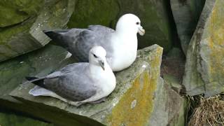 Northern Fulmar Fulmarus glacialis auduboni light morph near Sumburgh Head Shetland [upl. by Marek453]