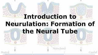 Introduction to Neurulation [upl. by Meggy]