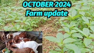 OCTOBER 2024 Farmupdate [upl. by Hepza]