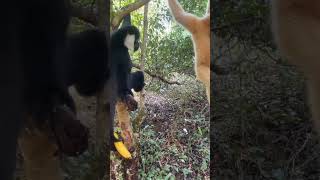 Monkeying Around for Bananas 🐵🍌🍌😊 gibbons primates shorts [upl. by Bhayani]