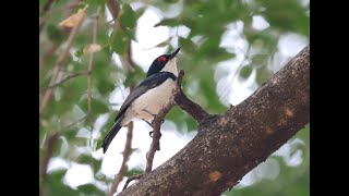 Birding Pafuri and Punda Maria Kruger National Park [upl. by Nhguavahs]