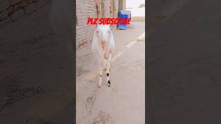 rajanpuri bakra 🤗🤗goat from sshortsviral shortsyoutube shortsviral [upl. by Kwon]