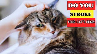 You Need to Know This Before Stroking Your Cats Head YOULL BE SURPRISED [upl. by Annavas]