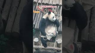 大熊猫 panda 大熊猫金虎 整完活摆个poss [upl. by Sew]