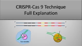 CRISPR CAS9 Gene Editing Technique The Full principle Part 2 [upl. by Mac]