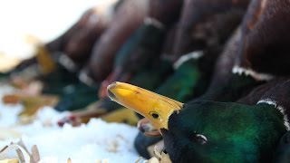 The X Swarms of Minnesota Mallards on the Last Day of Season [upl. by Hildebrandt825]