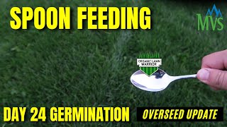 SPOON FEED YOUR LAWN Day 24 Germination Mountain View Seed Review mountainviewseed spoonfeed [upl. by Cressida189]