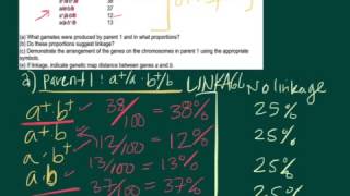 Linkage Analysis 2 point cross [upl. by Nnoryt]