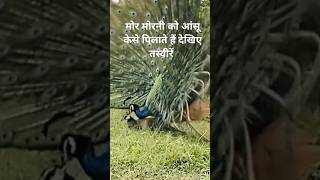 मोर मोरनी को आंसू केसे पिलाते हैं देखिए तस्वीरें mor मोर birds peacock peacockdance peacocks [upl. by Llertnek]