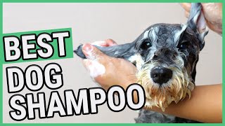 Best Dog Shampoo  TOP 7 Dog Shampoos 2021 🐶 ✅ [upl. by Nibas]