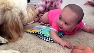 Baby meets Goldendoodle for the first time and finds him hilarious [upl. by Akener]