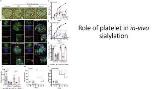 Role of platelets in invivo sialylation Code 691 [upl. by Otaner]