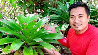 BROMELIAD PLANT CARE  bromeliad care tips  giant bromeliad  house plants [upl. by Noxas]