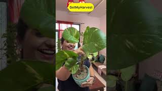 7 Plants with Big Leaves  बड़े पत्तों वाले पौधे shorts [upl. by Eelesor]