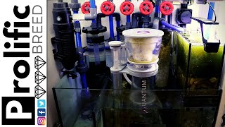 RED SEA REEFER 350 REEF TANK SUMP UPDATE [upl. by Acker]