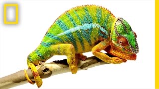 Beautiful Footage Chameleons Are Amazing  National Geographic [upl. by Aspia]