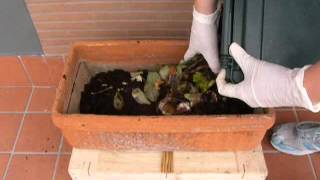 Come fare il compost sul balcone senza compostiera [upl. by Anya668]