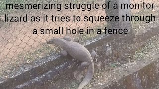 Monitor Lizard vs Fence Hole A Test of Tenacity monitorlizards [upl. by Ab]