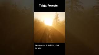 Taiga forests is the worlds largest terrestrial biome animals natureloversnature adventure [upl. by Traver]