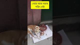 ভরপুর খেয়ে চিৎপটাং Fully loaded dog dog doglover food dogs dogshorts doglife [upl. by Lenoyl264]