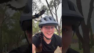 Swooping Magpie Hates Cyclist 😂 [upl. by Eliak915]