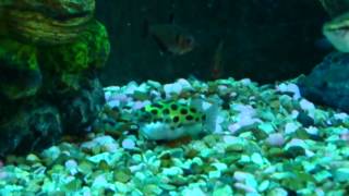 Green Spotted Pufferfish  PUFFED UP  INFLATED [upl. by Eehtomit]