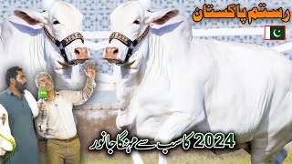 Qurbani 2024  Cow Mandi Lahore  Most Expensive Bull  Cattle Farm 2024  Discover Pakistan [upl. by Yoc4]