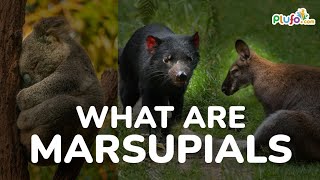 What are Marsupials Animals  Marsupial Mammals  Science for kids marsupials plufo mammals [upl. by Granlund824]