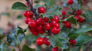 A Focus On Holly All You Need To Know [upl. by Chicoine]