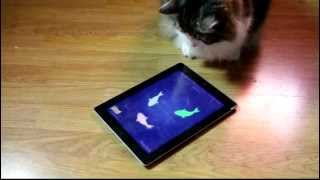 Cat VS iPad  CAT FISHING 2 [upl. by Loginov559]