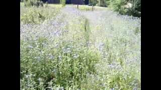 Phacelia  bee forage for pollen and nectar in a patch of phacelia [upl. by Naahsar515]