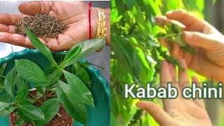 How to grow Kabab Chini plant  Piper Cubeba Java Cubeba Piperaceae كيف ينمو كباب شيني [upl. by Malory]