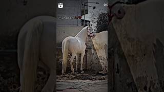 treanding horse stallion viralvideo shorts shortfeed 2october2024 [upl. by Dode]