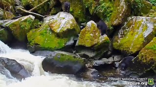 25 Jul 2024 New Bear Cams in Tongass National Forest exploreorg [upl. by Becki]