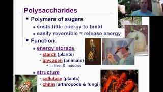 Macromolecules amp Carbohydrates [upl. by Cazzie]