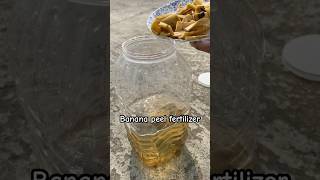 Banana peel fertilizer \ homemade liquid fertilizer for plants liquidfertilizer shorts gardening [upl. by Alekin]