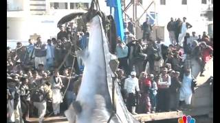 KARACHI BIG FISH REPORT MANSOOR AHMED EDIT BY AMIN AFRIDImp4 [upl. by Furnary]