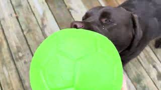 Sammi got a Jolly Ball pt 2 [upl. by Ived]