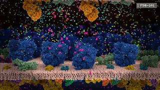 How Neurons Communicate An Introduction to Neurotransmission and Action Potential from PDB101 [upl. by Currie559]