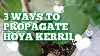 3 WAYS TO PROPAGATE HOYA KERRII ziploc bag method sphagnum moss perlite semihydroponic [upl. by Nnairet56]