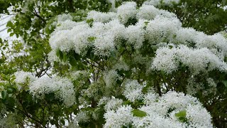 Get It Growing Chinese Fringe Tree [upl. by Gavriella]