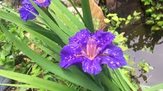 Growing Water iris  Beautiful and care free [upl. by Ines200]