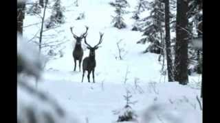 Domek w Karkonoszach ale z kieleckim zakończeniem [upl. by Aniger]