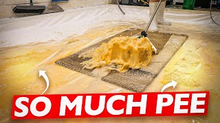 Pee Hard Pee Soaked Rug Cleaning with a Vengeance Satisfying ASMR Carpet Cleaning [upl. by Aveer644]